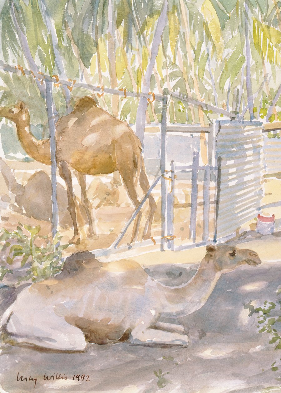 Camels at Rest, Salalah (Oman) 1992 (wc) af Lucy Willis