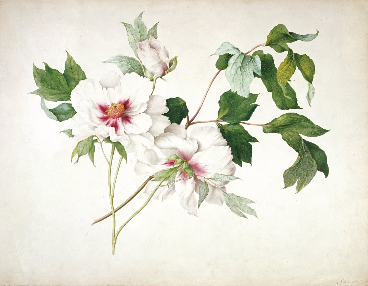 Japansk træpæon (Paeonia suffruticosa), 1815 (wc, gouache, gummi arabicum over blyant på papir) af Lucy Cust
