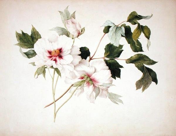 Paeonia suffruticosa af Lucy Cust