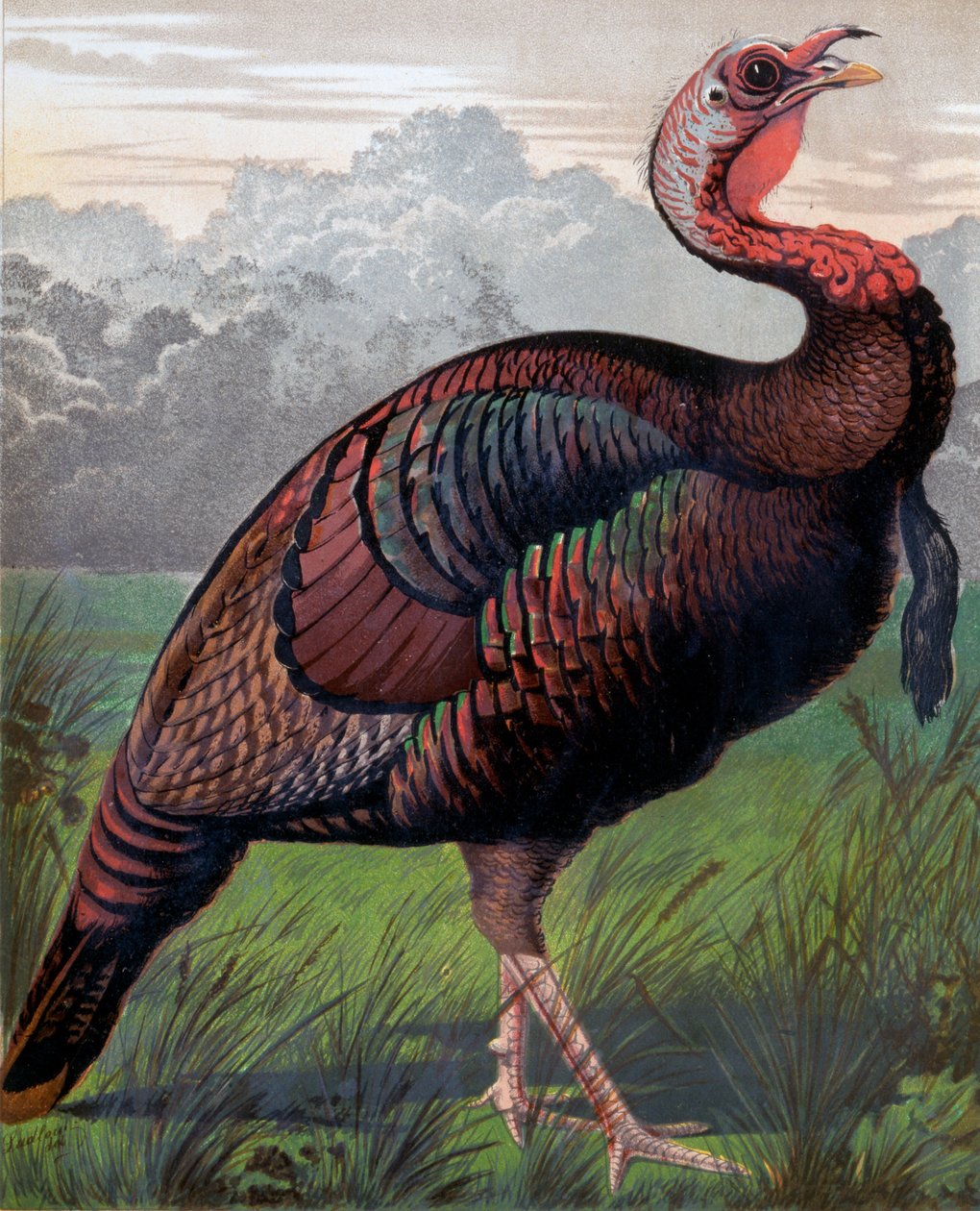Den vilde amerikanske kalkunhane, illustration fra Cassells Poultry Book, indgraveret af Vincent Brooks (1814-1885) Day & Son af Ludlow