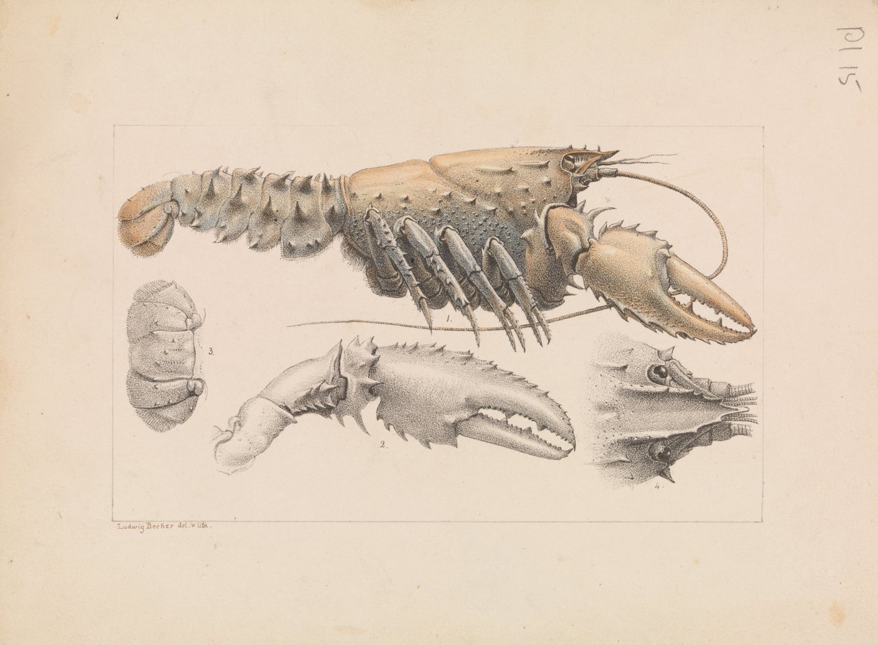 Murray Spiny Crayfish, Euastacus armatus af Ludwig Becker