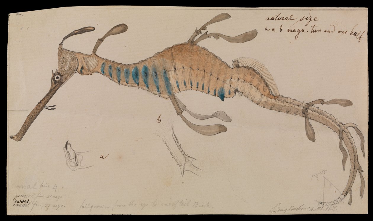Weedy Seadragon, Phyllopteryx foliatus af Ludwig Becker