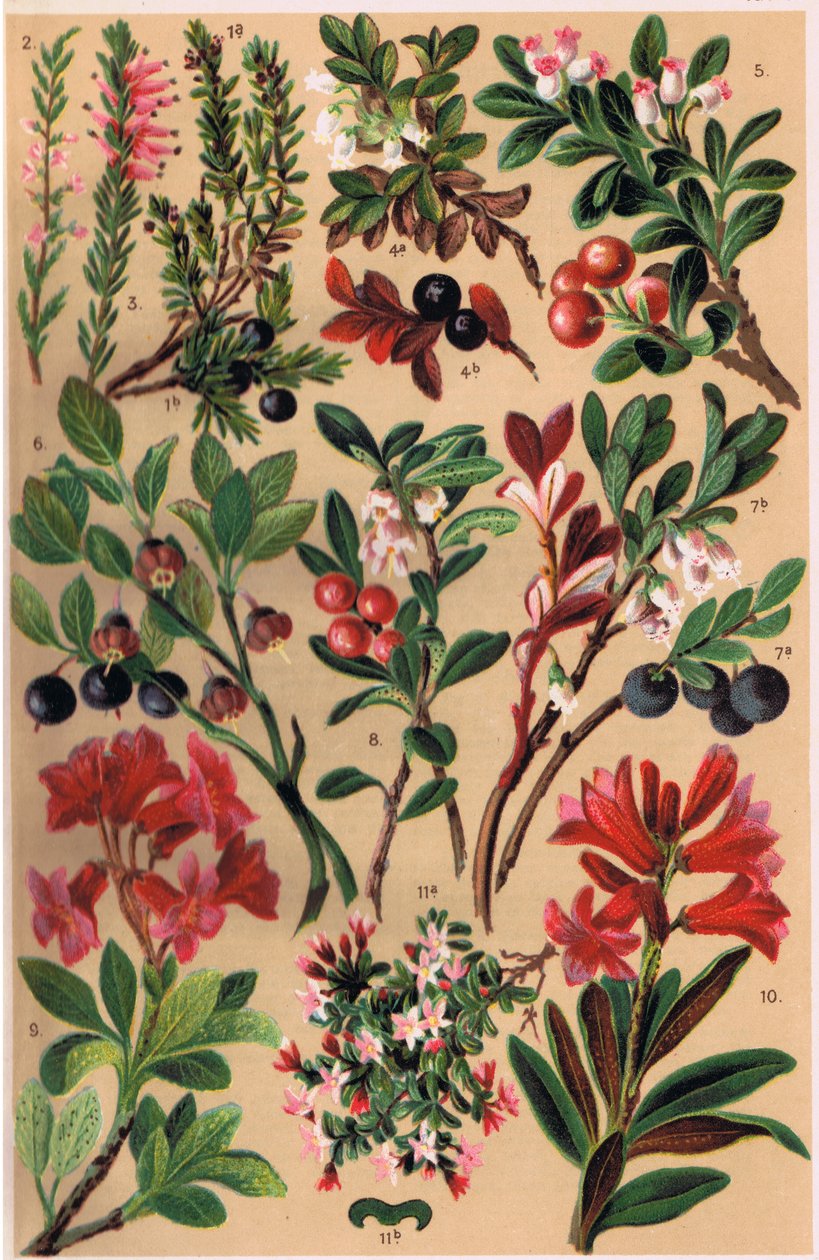 Alpine Plants, illustration fra "Alpine Flora" af professor C.S. Schroter, udgivet 1921 af Ludwig Schroter
