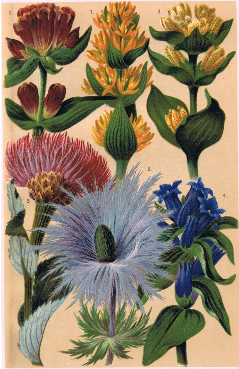 Alpine Plants, illustration fra "Alpine Flora" af professor C.S. Schroter, udgivet 1921 af Ludwig Schroter