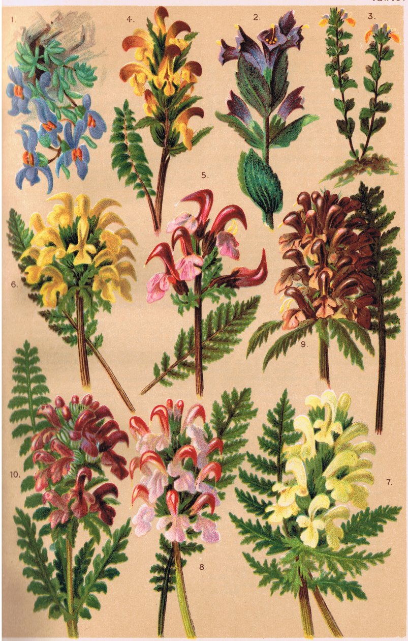 Alpine Plants, illustration fra "Alpine Flora" af professor C.S. Schroter, udgivet 1921 af Ludwig Schroter