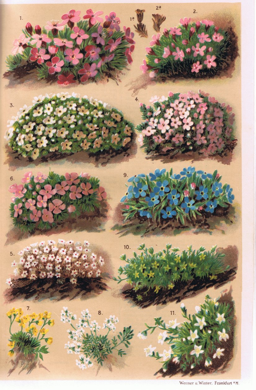 Alpine Plants, illustration fra 