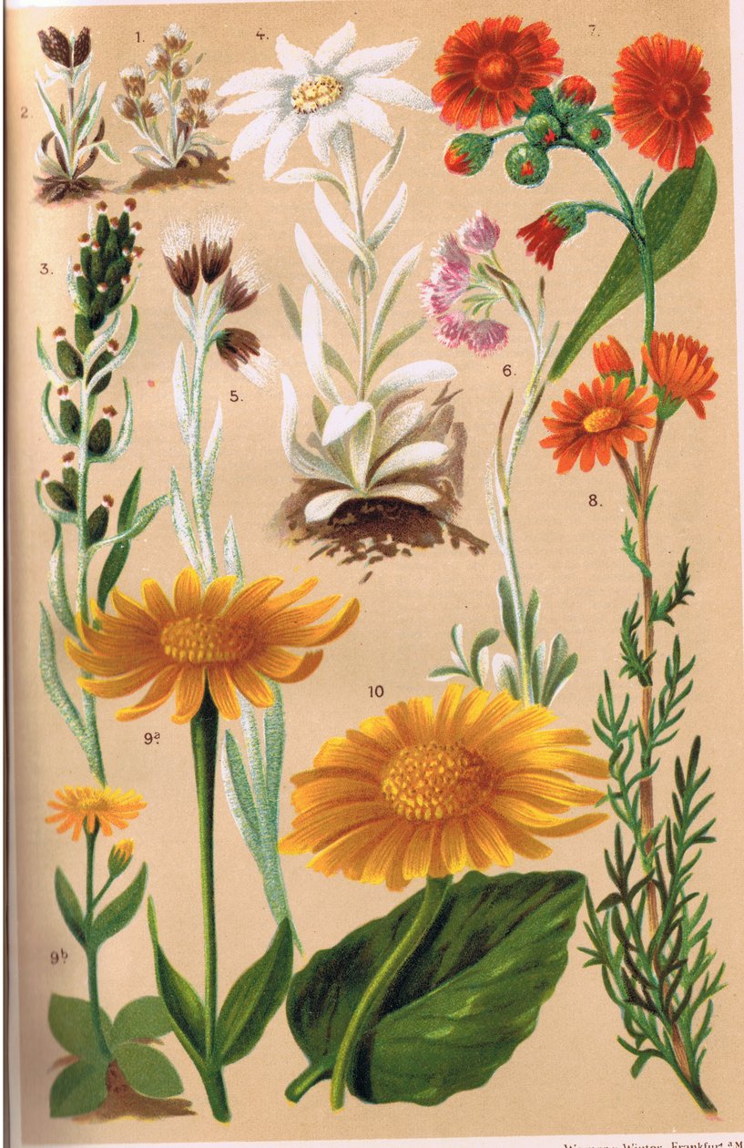 Alpine Plants, illustration fra 