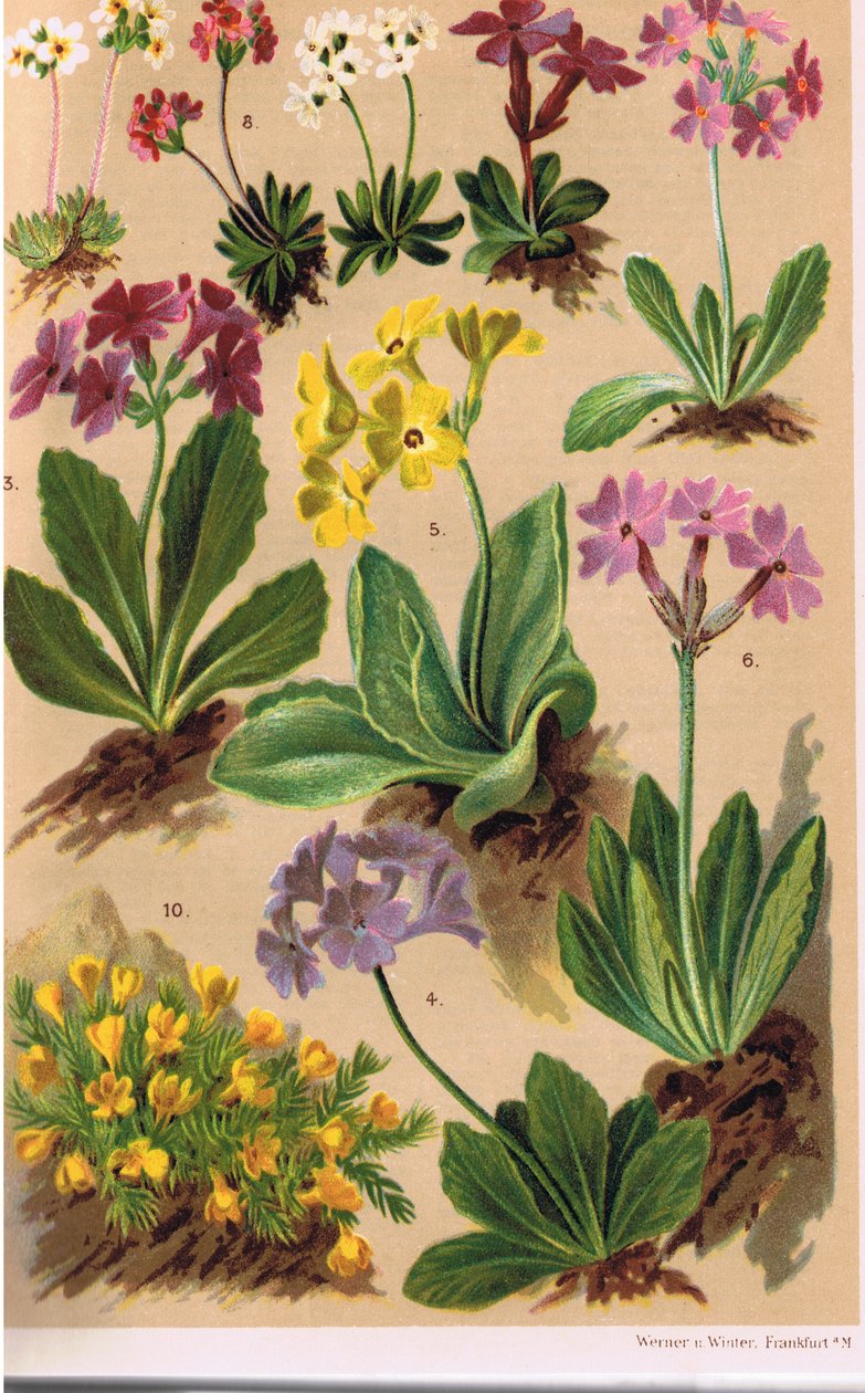 Alpine Plants, illustration fra 