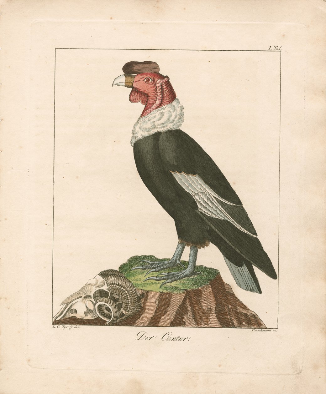 Andean Condor (håndkoloreret kobberstik) af Ludwig Christoph Tyroff