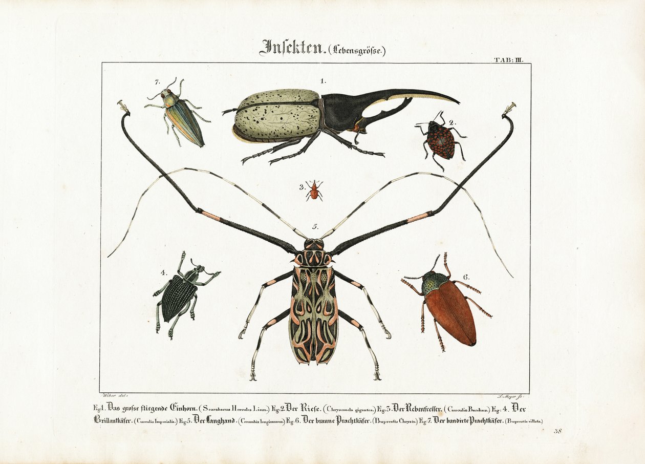 Billearter i naturlig størrelse af Ludwig Meyer