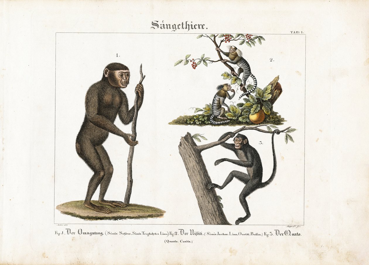 Primater: Orangutang, almindelig silkeabe og edderkoppeabe af Ludwig Meyer