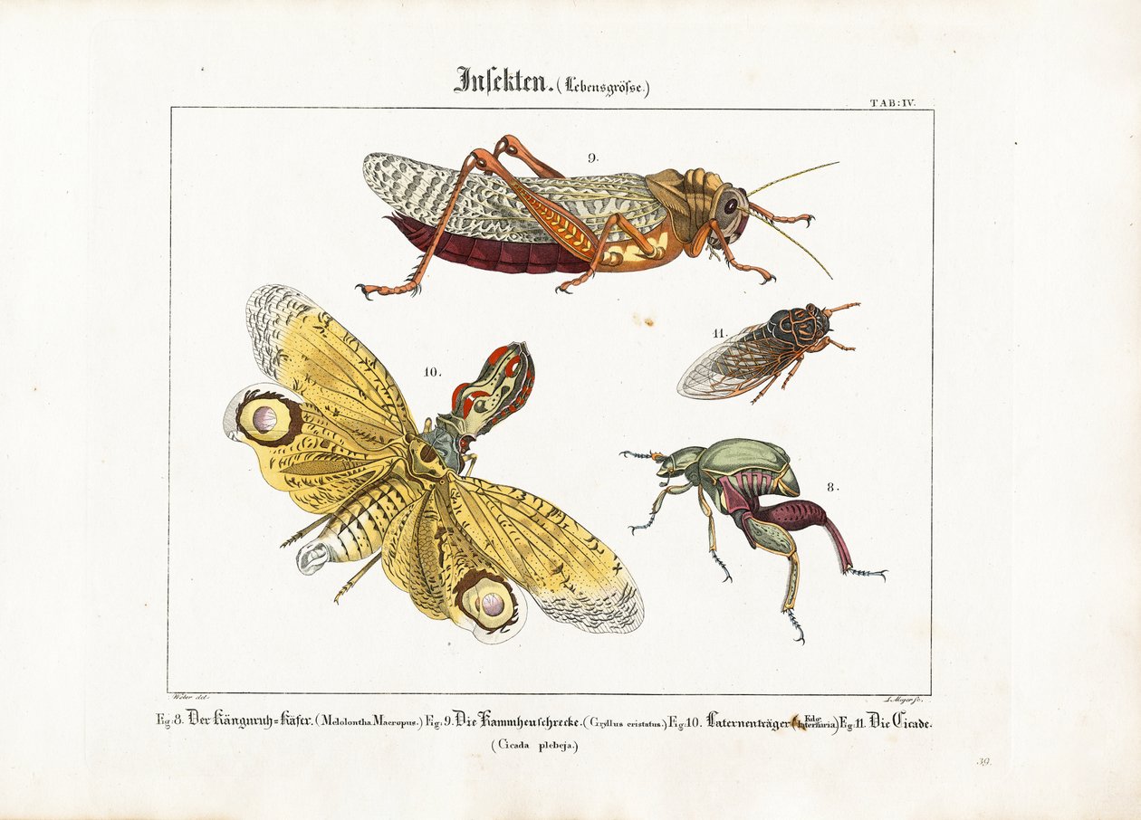 Forskellige insekter i naturlig størrelse af Ludwig Meyer
