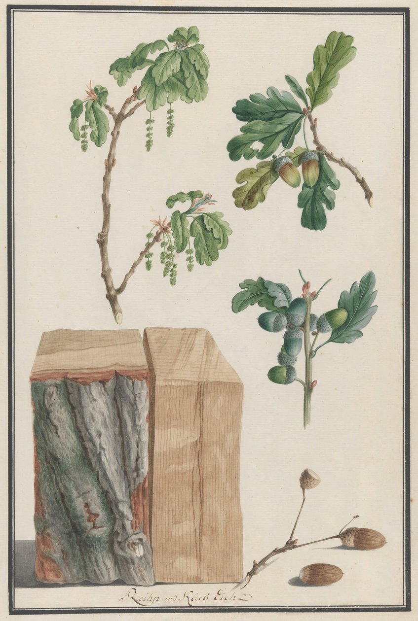 Studier af blomster, frugter og stamme af en engelsk eg Quercus robur, 1788. af Ludwig Pfleger
