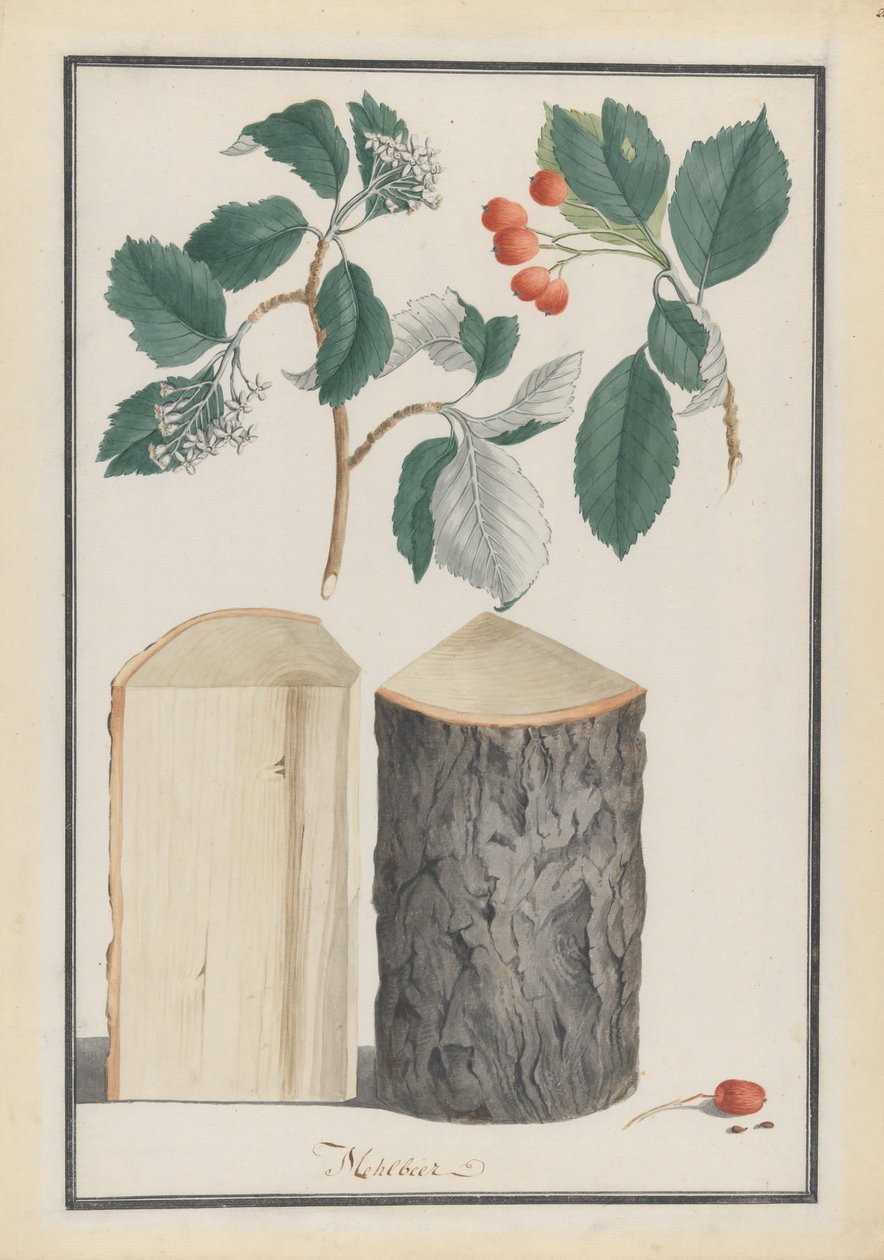 Studier af blade, blomster, frugter og stamme af en hvidbjælke Sorbus underslægt Aria, 1788. af Ludwig Pfleger