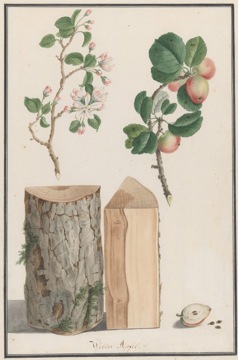 Studier af stammen, blomsterne og frugten af et vildt æbletræ Malus sylvestris, 1788. af Ludwig Pfleger
