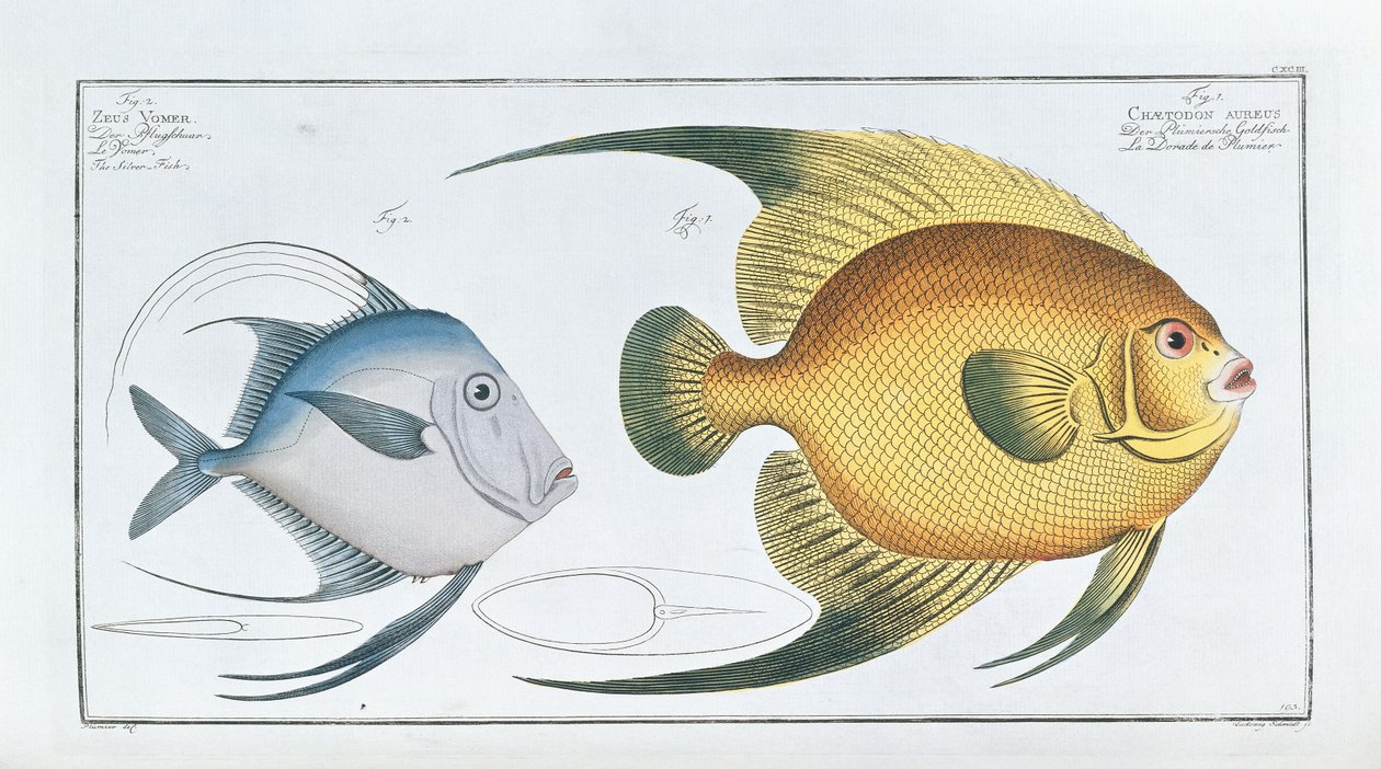Chaetodon Aureusdani af Ludwig Schmidt