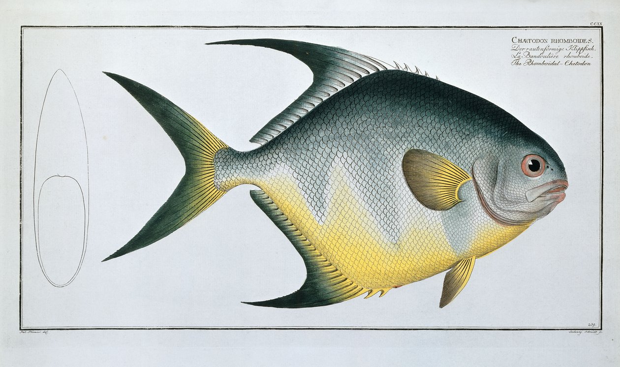 Rhomboidal Chetodondani af Ludwig Schmidt