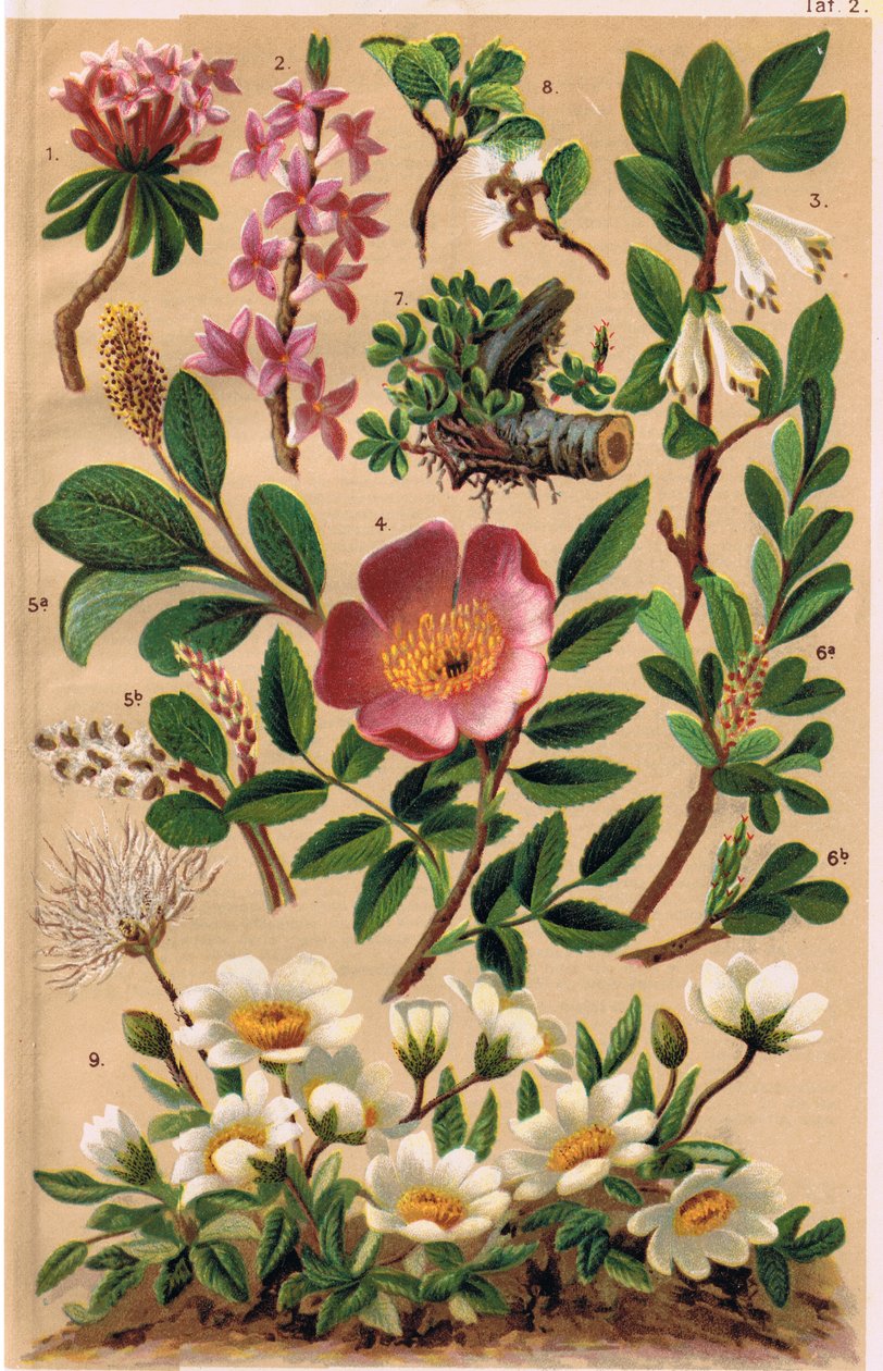 Alpine Plants, illustration fra 