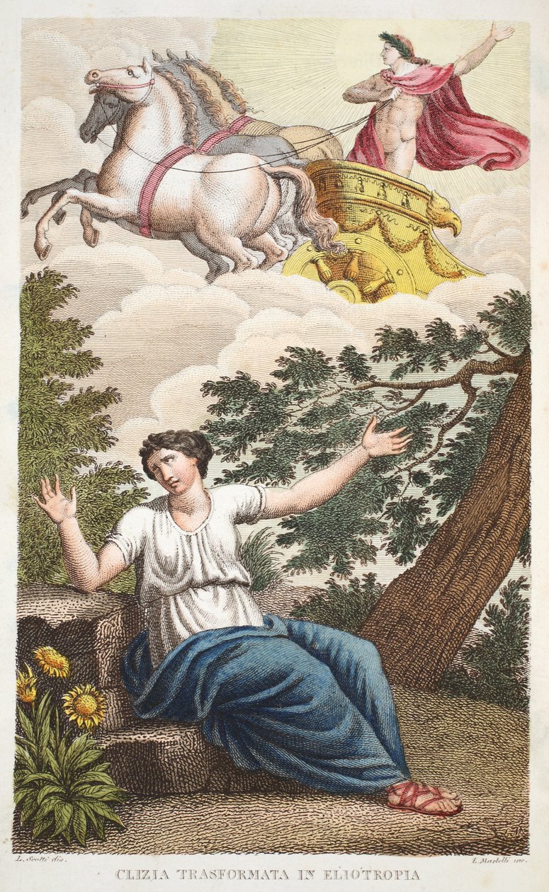 Clytie into a Flower eller Clizia Transformata in Eliotropia, Bog IV, illustration fra Ovids Metamorphoses, Firenze, 1832 (håndfarvet gravering) af Luigi Ademollo