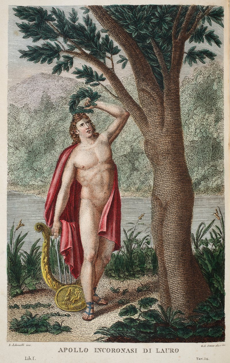 Daphne ind i en laurbær eller Apollo Incoronasi de Lauro, illustration fra Ovids Metamorphoses, Firenze, 1832 (håndkoloreret gravering) af Luigi Ademollo