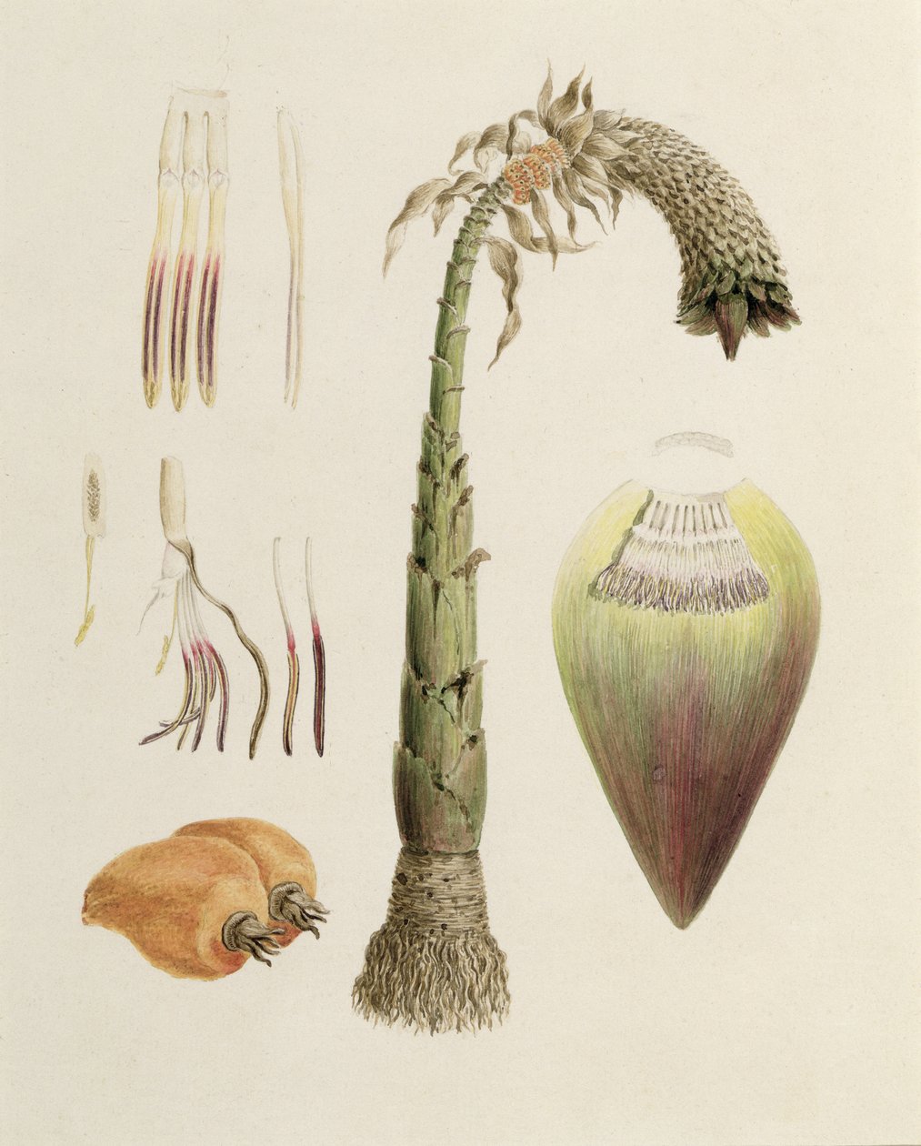 Ensete nr. 10, tidligere tilskrevet James Bruce (1730-94) (wc over grafit på papir) af Luigi Balugani