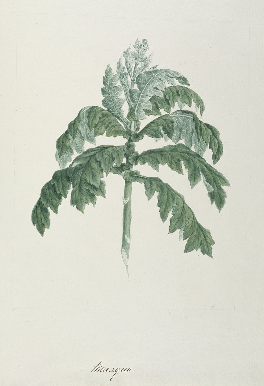 Maraqua, illustration fra 41 botaniske tegninger med noter (grafit, wc og bc på papir) af Luigi Balugani
