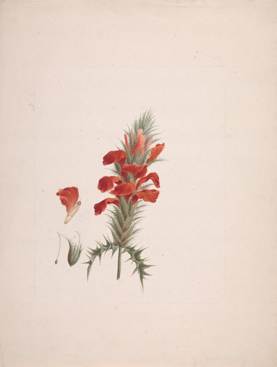 Acanthus Sennii Chiov. : færdig tegning med tilføjede detaljer af Luigi Balugani