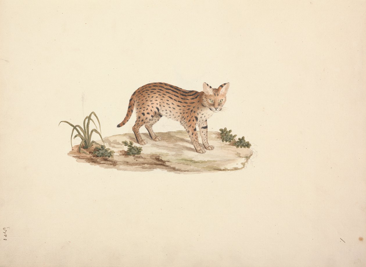 African Wildcat eller Serval af Luigi Balugani