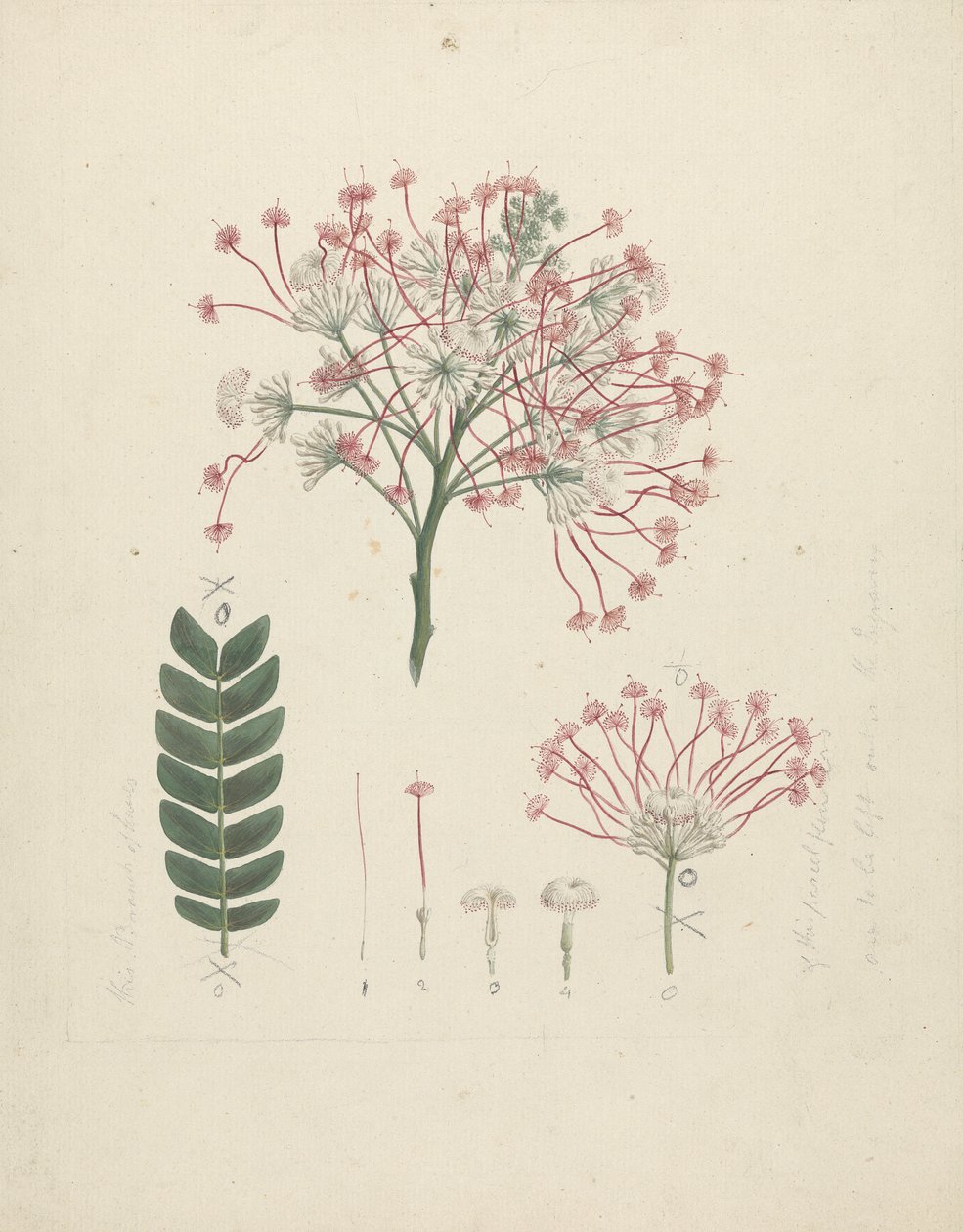 Albizia gummifera (J.F. Gmel.) C.A. Sm. (Gummy Albizia Tree): færdig tegning af blomstrende skudhoved med detaljer om blomsterstand, buketter og blade af Luigi Balugani
