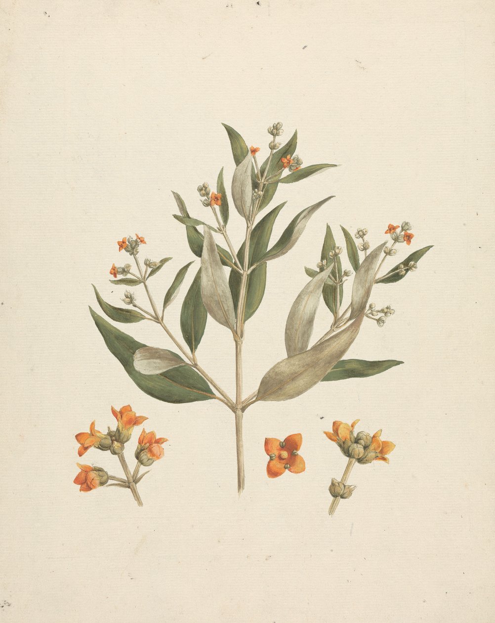 Avicennia marina (Forssk.) Vierh. (Hvid Mangrove): færdig tegning af blomstrende skud med detaljer af blomster af Luigi Balugani