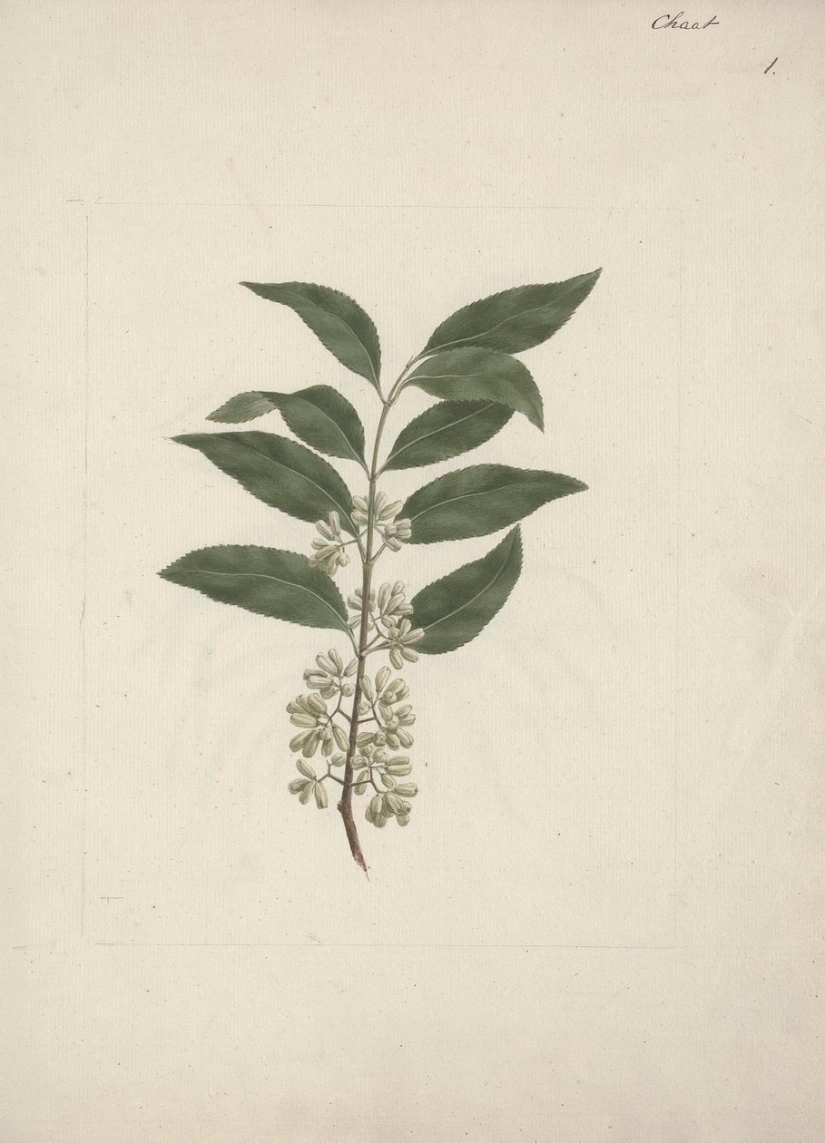 Historien Edulis Forsk. (Khat): Færdig med at tegne af Luigi Balugani