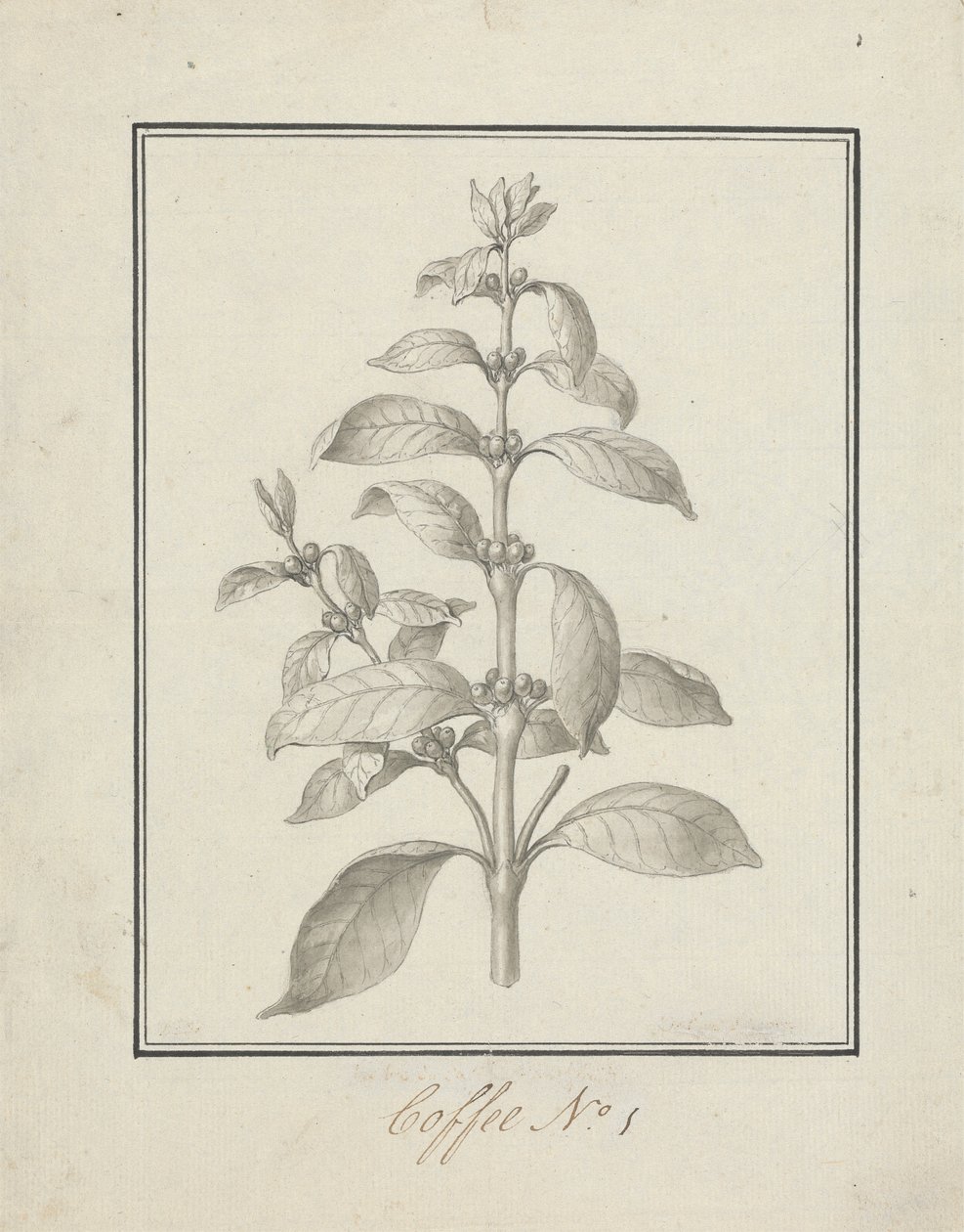 Coffea arabica L. (Arabica Coffee): færdig tegning af bladskud og bær af Luigi Balugani