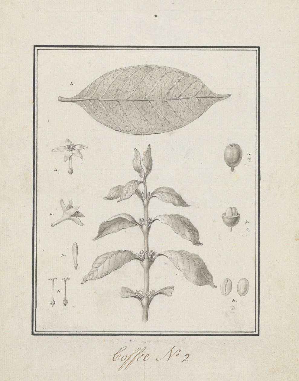 Coffea arabica L. (Arabica Coffee): færdig tegning af bladrige skud, med detaljer om blomster, blade og frugter af Luigi Balugani