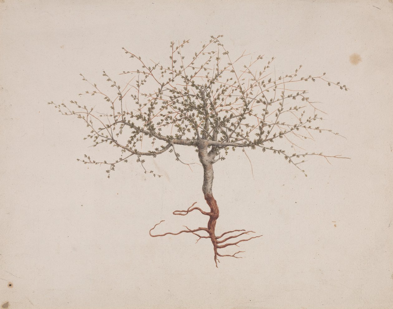 Commiphora gileadensis (L.) C. Chr. (Balm of Gilead, Opobalsam): færdig med at tegne, hvis træets vane (med rødder) af Luigi Balugani