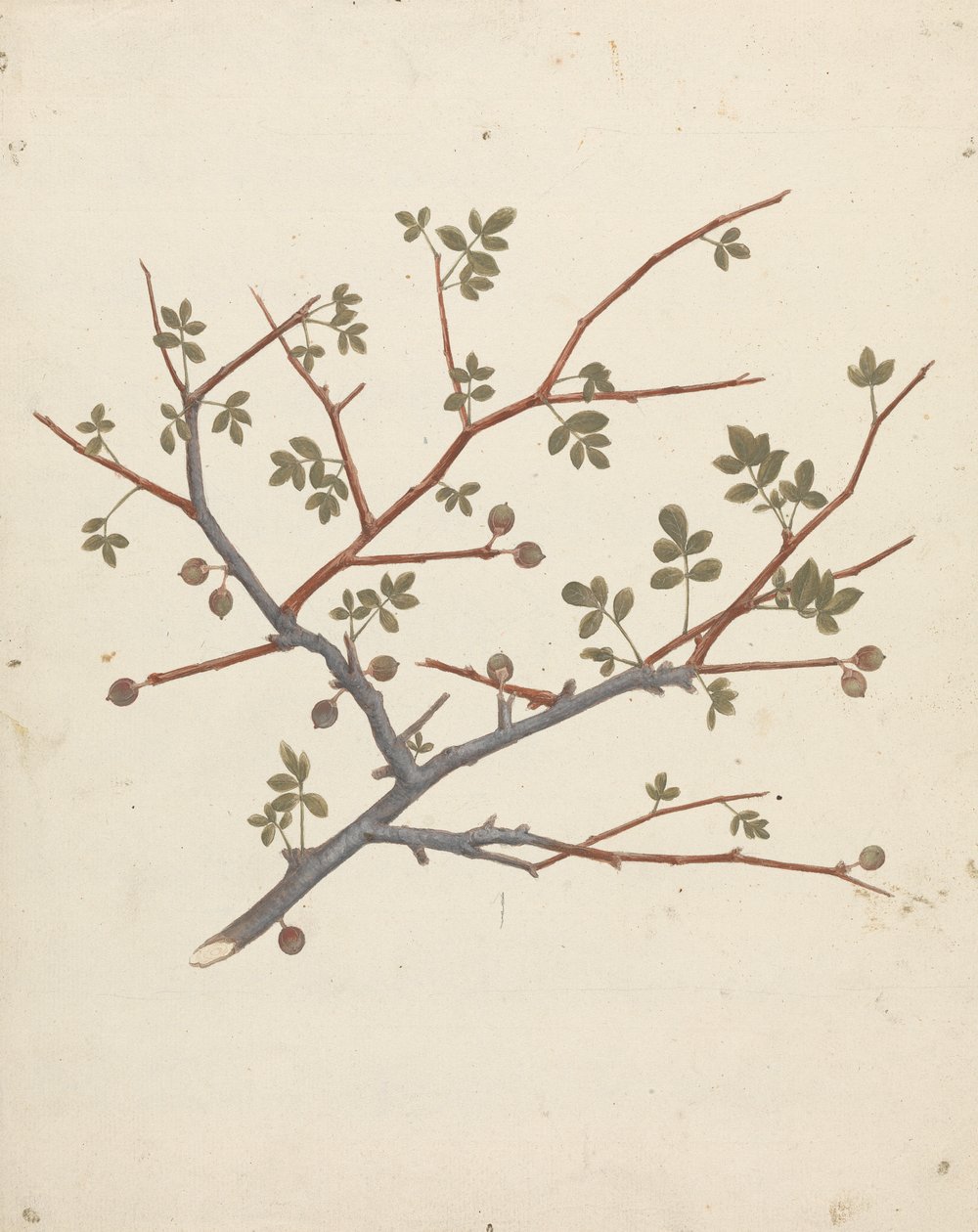 Commiphora gileadensis (L.) C. Chr. (Gileadbalsam, Opobalsam): færdig tegning af frugtgren af Luigi Balugani