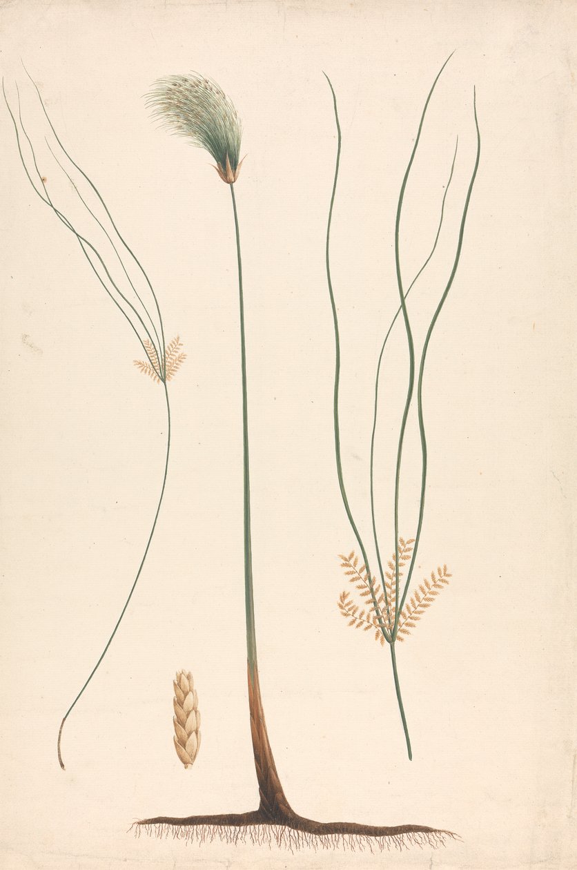 Cyperus papyrus L. (Papyrus Sedge): færdig tegning af damp og blomstrende hoved, med detaljer om blomsterstand til venstre og højre af Luigi Balugani