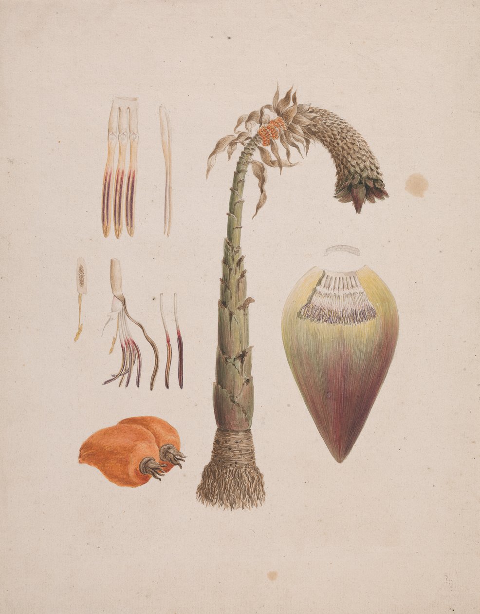 Ensete ventricosum (Welw.) Cheesman (African Wild Banana): færdig tegning af Luigi Balugani