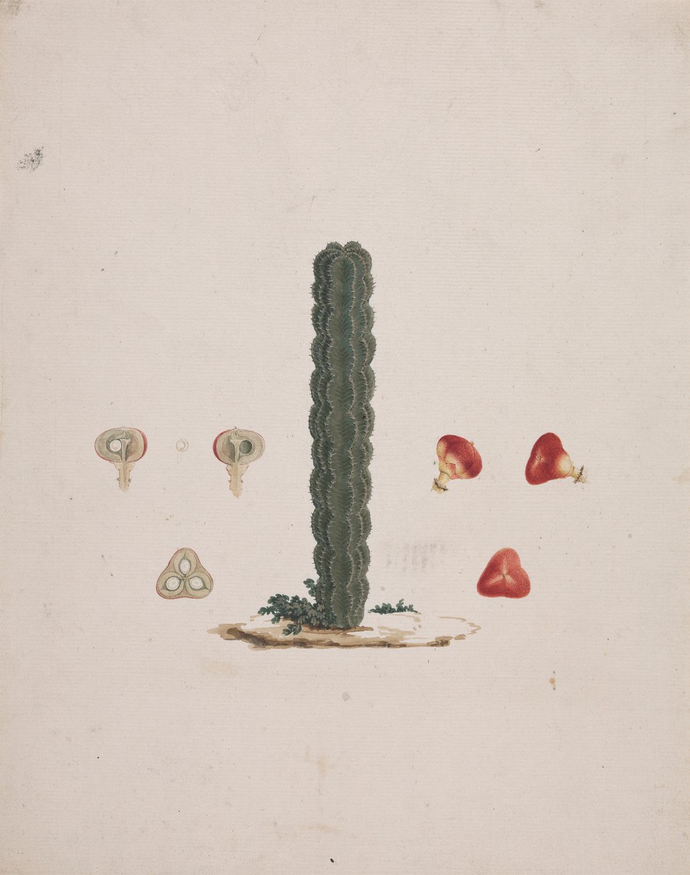 Euphorbia abyssinica J.F. Gmel. (Ethiopian Tree-Spurge): færdig tegning af enkelt stamme, med detaljer om hele og dissekerede frugter af Luigi Balugani