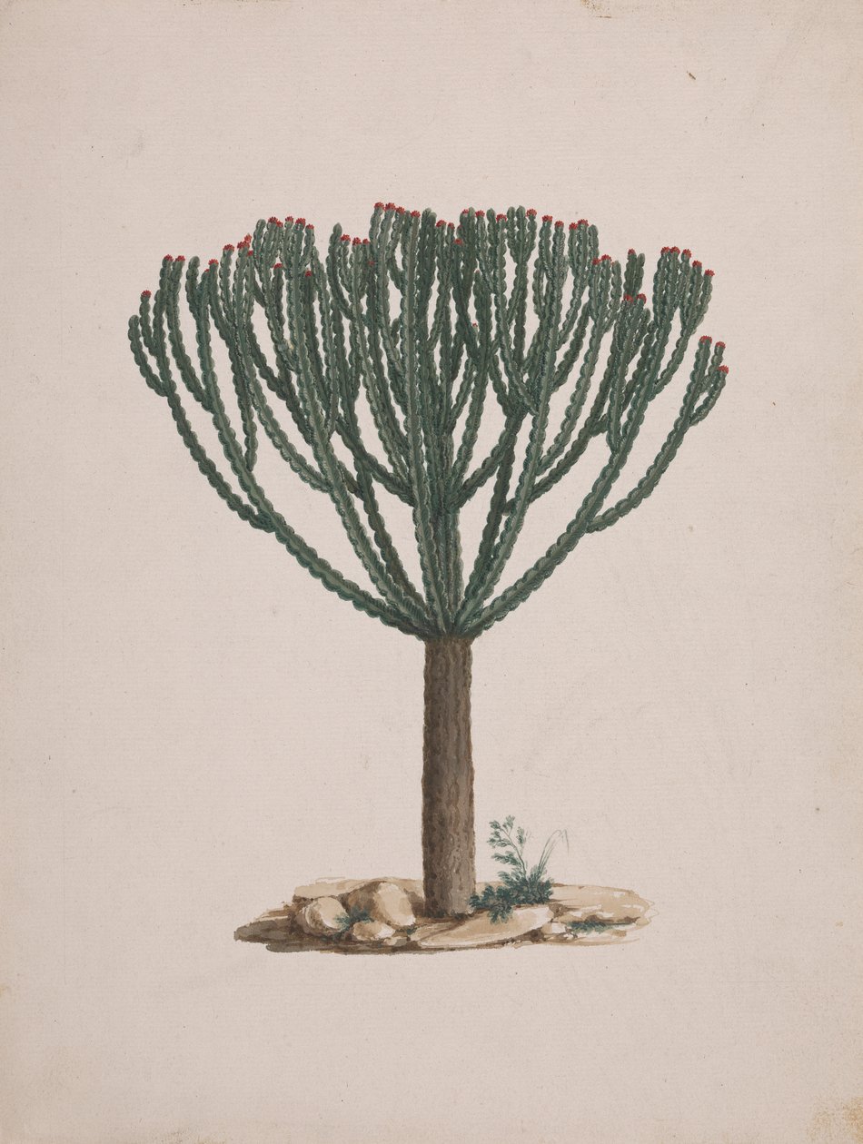 Euphorbia abyssinica J.F. Gmel. (Ethiopian Tree-Spurge): færdig tegning af træets vane af Luigi Balugani