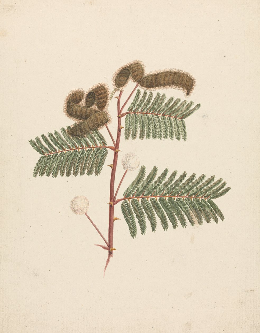 Mimosa pigra (L.): færdig tegning af Luigi Balugani