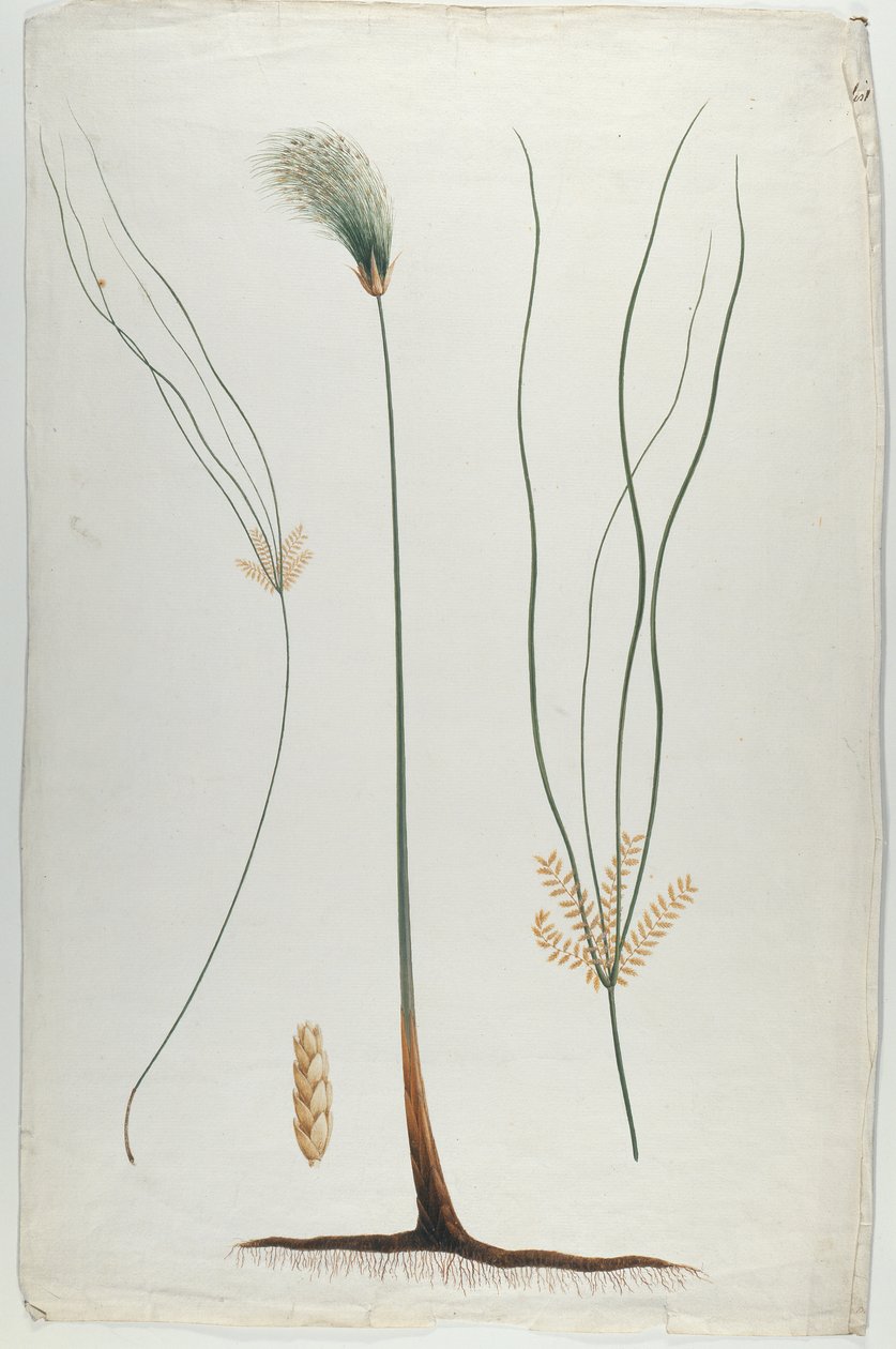 Papyrus (Plante og Roddetalje), efter James Abyssinian Bruce (1730-94) (wc over grafit på papir) af Luigi Balugani