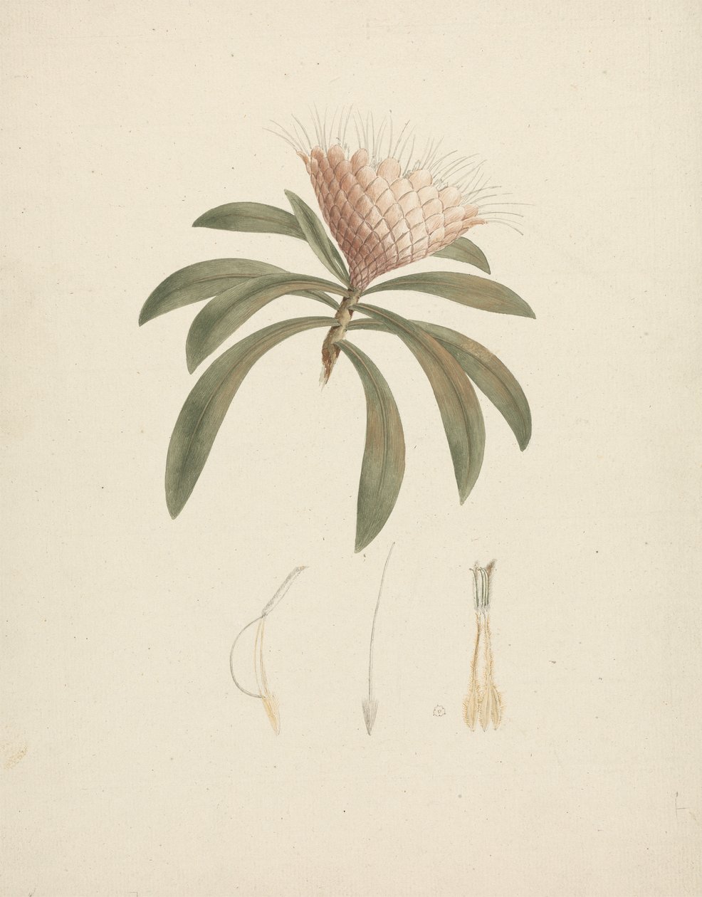 Protea gaguedi J.F. Gmel. (Protea): færdig tegning med blomsterdetaljer af Luigi Balugani