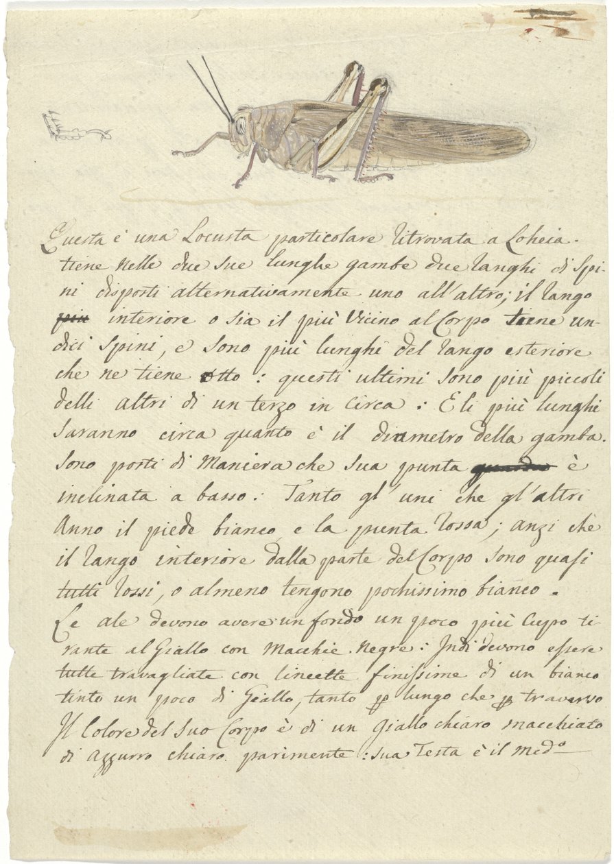 Studie af en græshoppe, fra diverse skitser i indpakning (akvarel og pen og blæk på papir) af Luigi Balugani