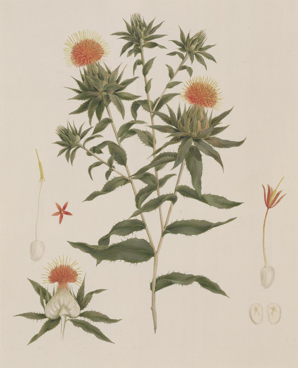 Sussa (Leaves, Flowers and Details) tidligere tilskrevet James Bruce (1730-94) (wc over grafit på papir) af Luigi Balugani