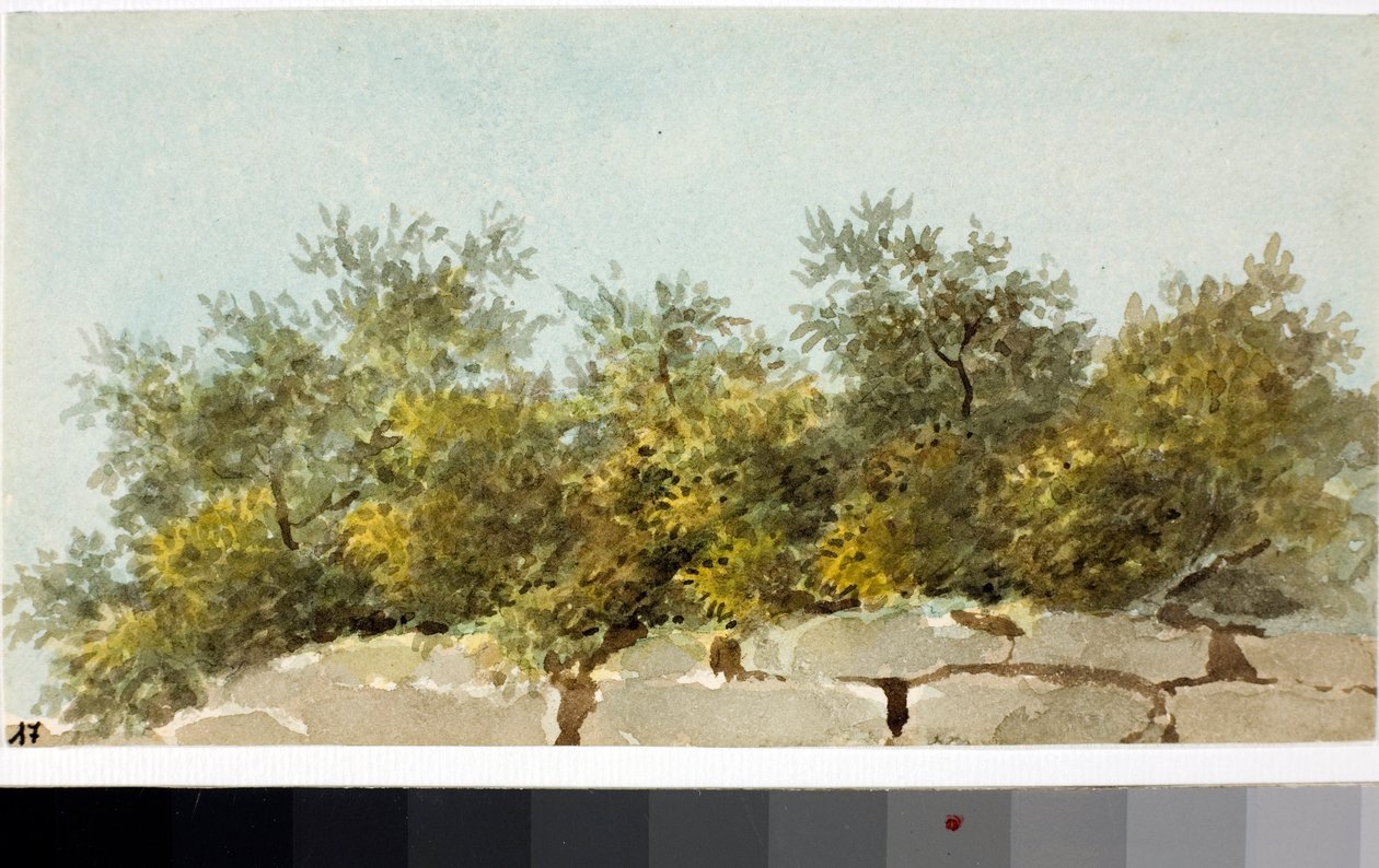 Oliven, Liguriens land (akvarel, ca. 1825) af Luigi Garibbo