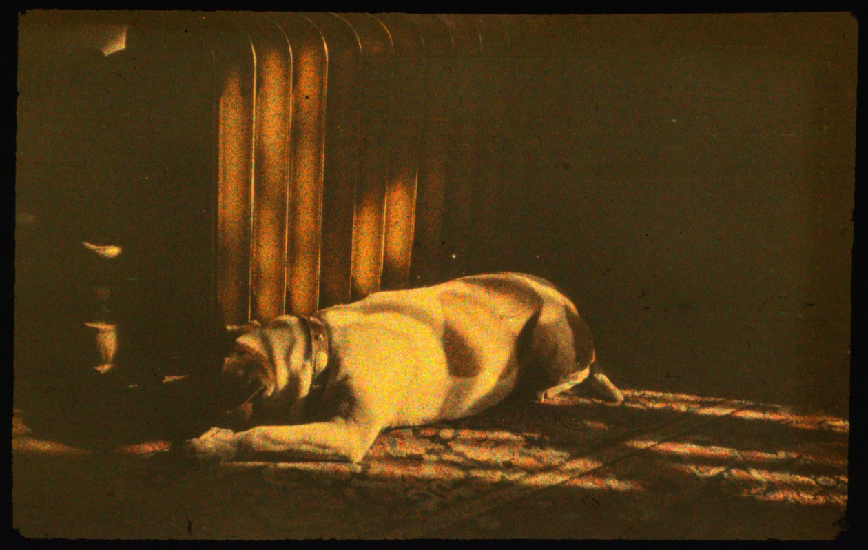 Farvefotografi af sovende hund i sollys med Autochrome Lumière og et 35mm kom... af Luis Marden