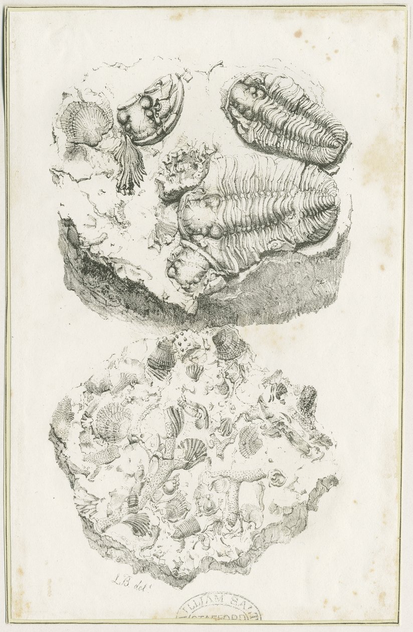Dudley - Fossiler: litografi, nd [c 1825] (tryk) af Luke Booker