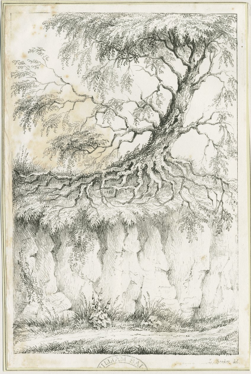 Dudley - Træ: litografi, nd [c 1825] (tryk) af Luke Booker