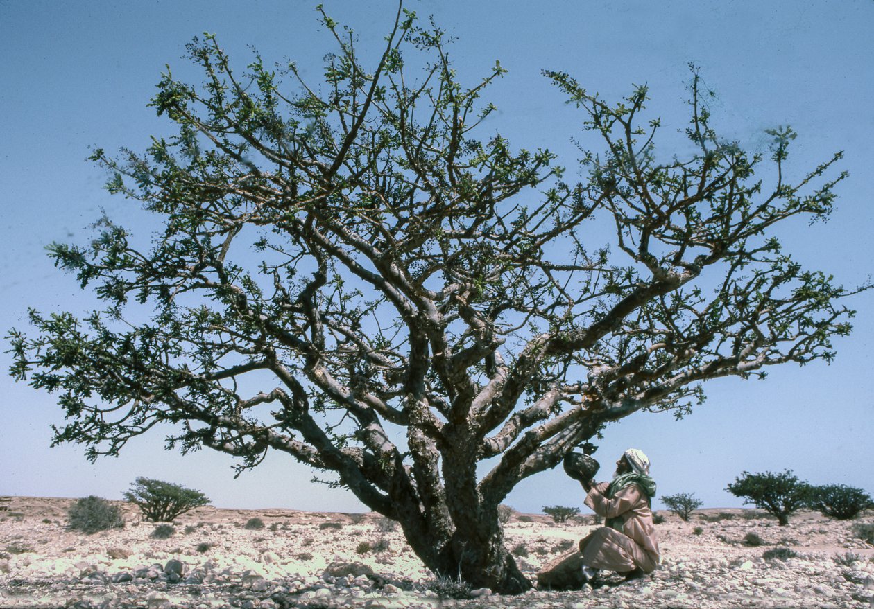 Mand samler røgelsesharpiks, også kaldet olibanum, fra et Boswellia-træ i Oman. af Lynn Abercrombie