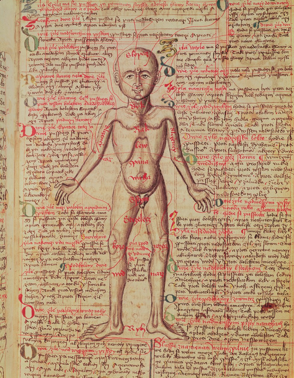 Anatomi af menneskekroppen, fra "Tractatus de Pestilencia af M, Albik